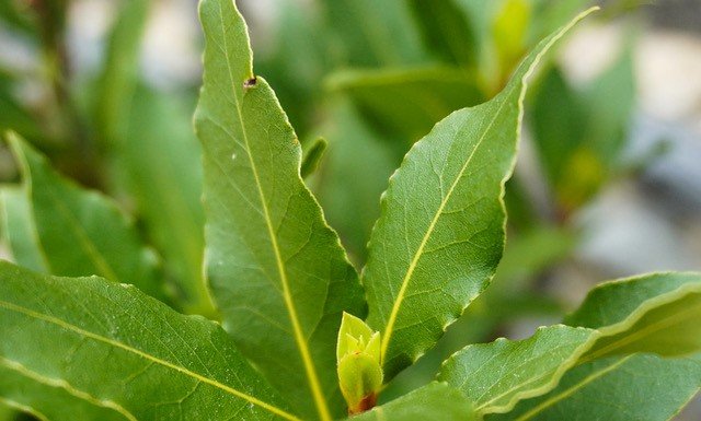 Le laurier en aromathérapie