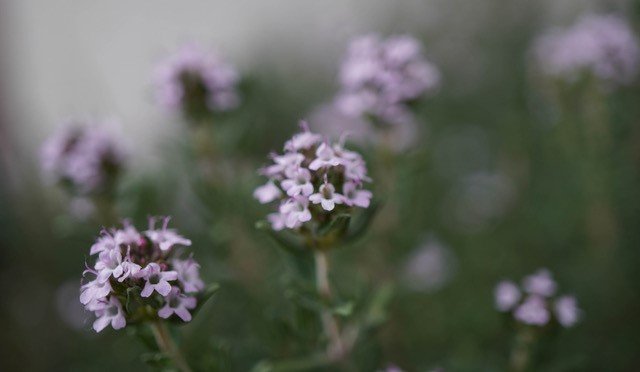 Plante mauve